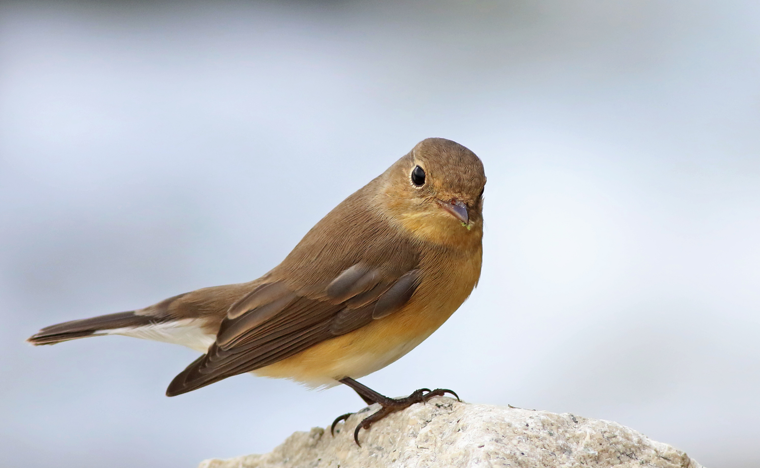 Red-breasted Flycatcher